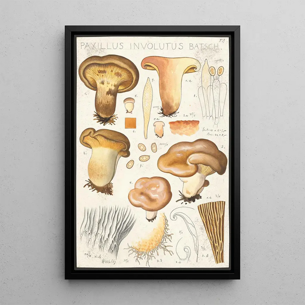 Paxillus involutus Batsch - Hans Baldung — ingelijst kunstwerk aan de muur