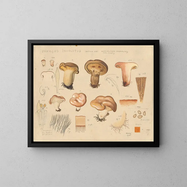 Paxillus involutus - Hans Baldung — ingelijst kunstwerk aan de muur