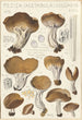Peziza acetabula vulgaris - Hans Baldung — weergave van het kunstwerk