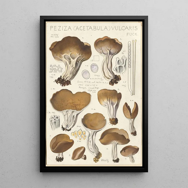 Peziza acetabula vulgaris - Hans Baldung — ingelijst kunstwerk aan de muur
