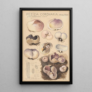 Hans Walty - Peziza coronaria.webp