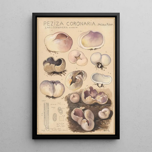 Peziza coronaria - Hans Baldung — ingelijst kunstwerk aan de muur