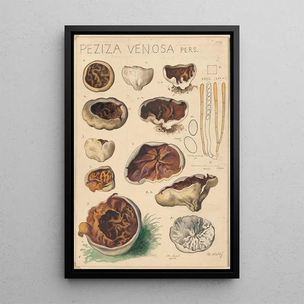 Peziza venosa - Hans Baldung — ingelijst kunstwerk aan de muur