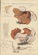 Peziza venosa var Reticulata greville - Hans Baldung — weergave van het kunstwerk