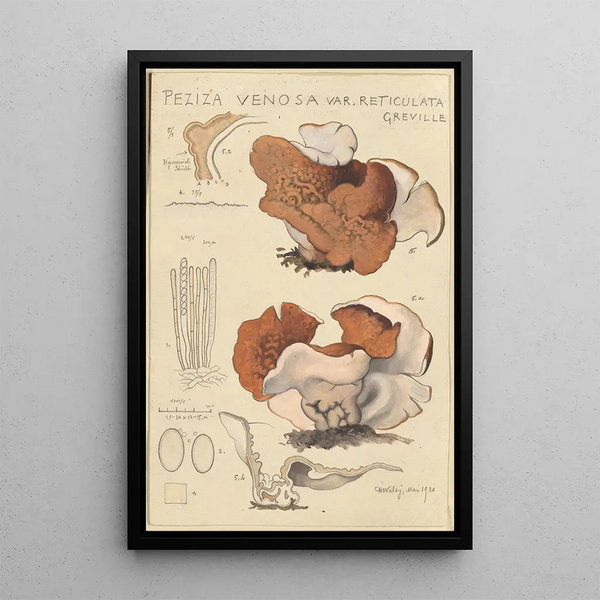 Peziza venosa var Reticulata greville - Hans Baldung — ingelijst kunstwerk aan de muur