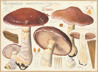 Phlegmacium praestans - Hans Baldung — weergave van het kunstwerk