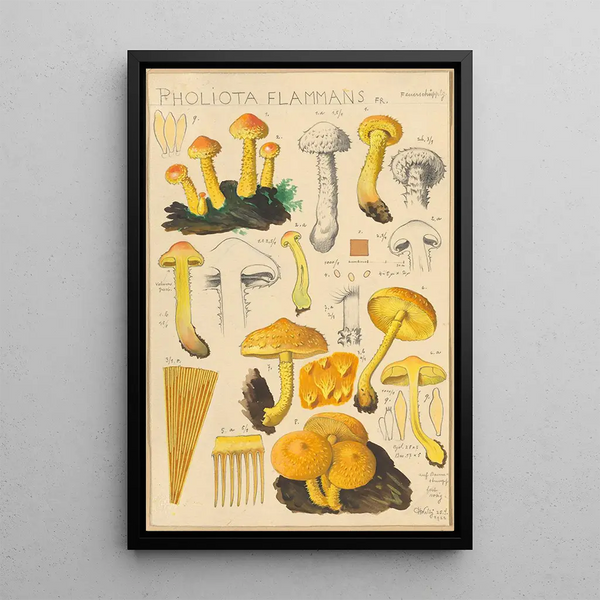 Pholiota flammans Pholiota caperata - Hans Baldung — ingelijst kunstwerk aan de muur