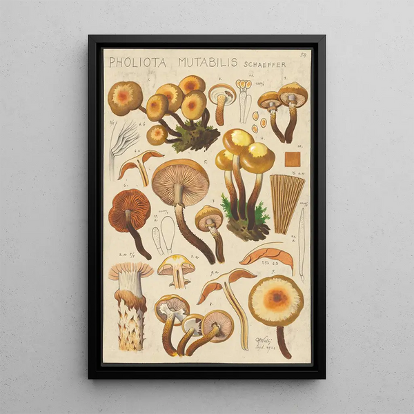 Pholiota mutabilis Schaeffer - Hans Baldung — ingelijst kunstwerk aan de muur