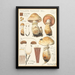Pholiota radicosa Bull - Hans Baldung — ingelijst kunstwerk aan de muur