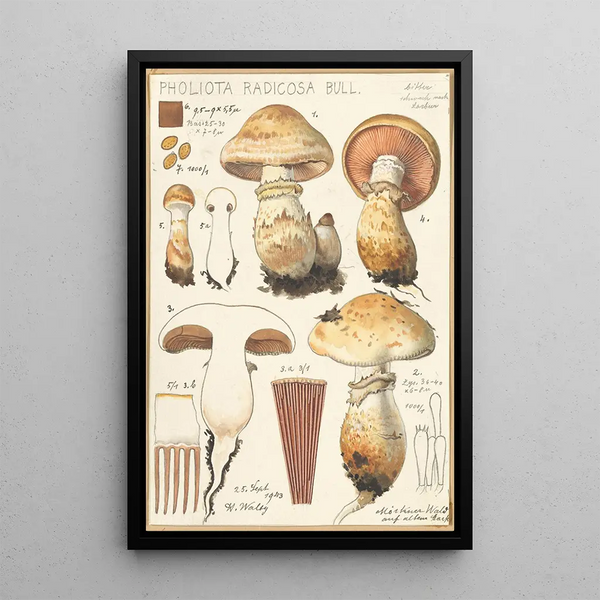 Pholiota radicosa Bull - Hans Baldung — ingelijst kunstwerk aan de muur