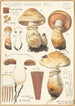 Pholiota radicosa Bull - Hans Baldung — weergave van het kunstwerk