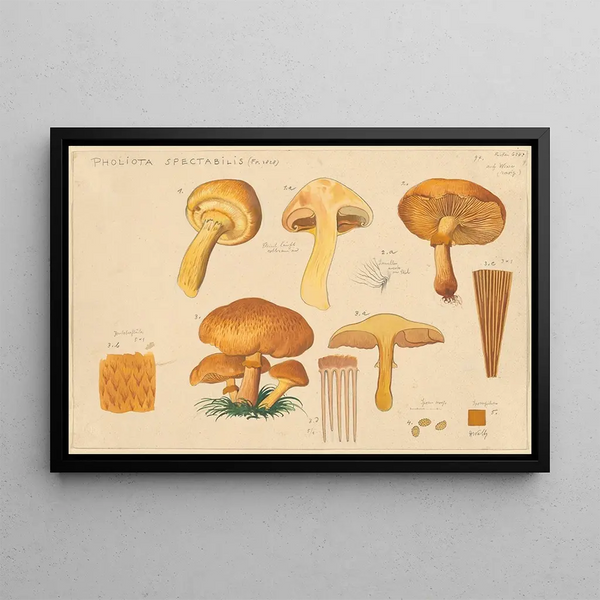 Pholiota spectabilis Fr 1828 - Hans Baldung — ingelijst kunstwerk aan de muur