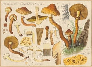 Pholiota squarrosa - Hans Baldung — weergave van het kunstwerk