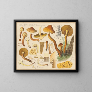 Pholiota squarrosa - Hans Baldung — ingelijst kunstwerk aan de muur