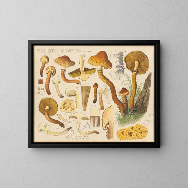 Pholiota squarrosa - Hans Baldung — ingelijst kunstwerk aan de muur