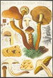 Pholiota squarrosa Mll - Hans Baldung — weergave van het kunstwerk