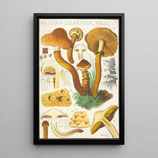 Pholiota squarrosa Mll - Hans Baldung — ingelijst kunstwerk aan de muur