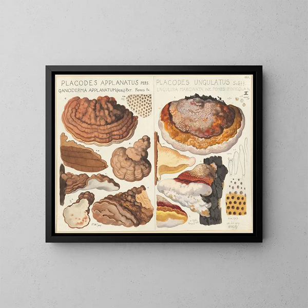 Placodes aplani Placodes ungulatus - Hans Baldung — ingelijst kunstwerk aan de muur