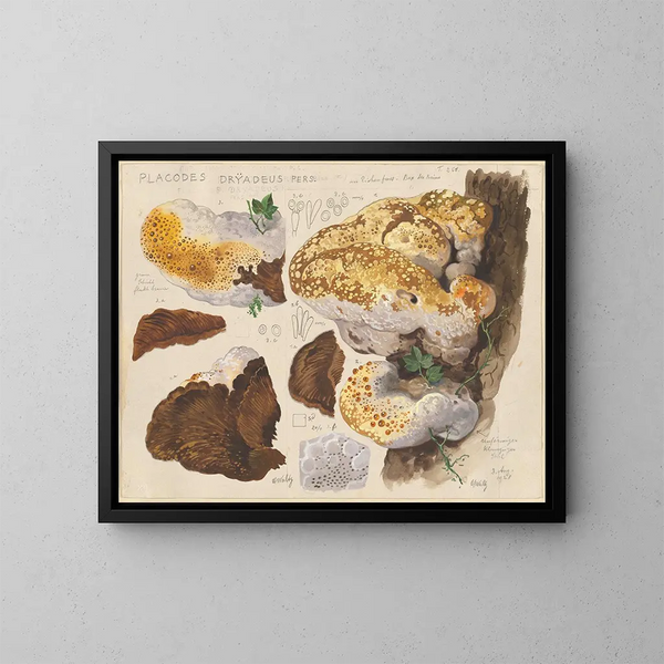 Placodes dryadeus pers - Hans Baldung — ingelijst kunstwerk aan de muur