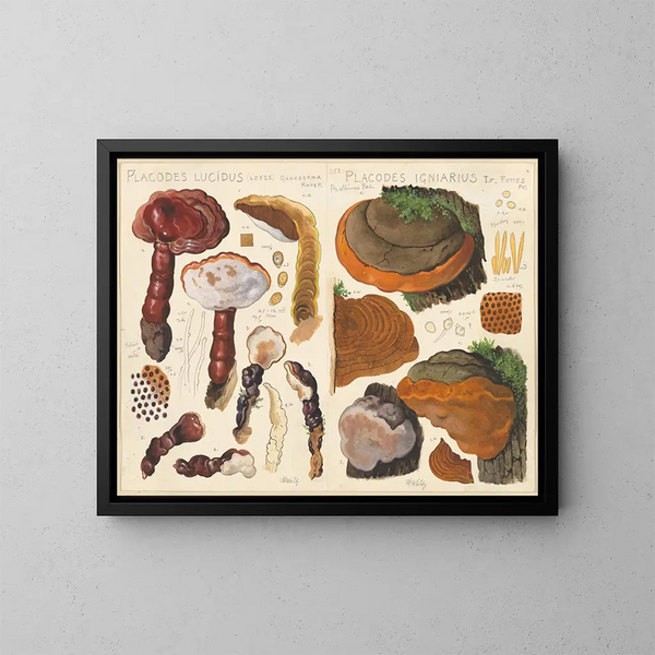 Placodes lucidus Placodes igniarus - Hans Baldung — ingelijst kunstwerk aan de muur