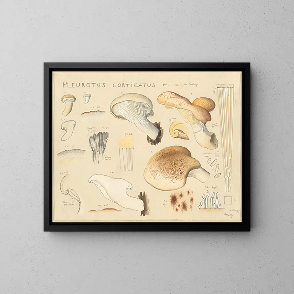 Pleurote corticatus - Hans Baldung — ingelijst kunstwerk aan de muur