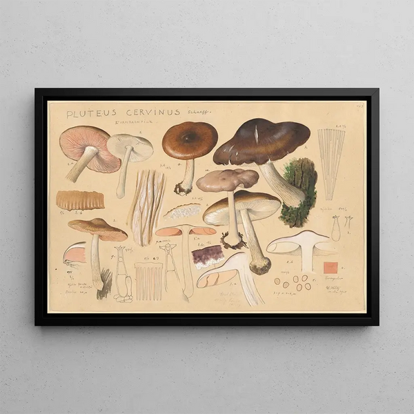 Hans Walty - Pluteus cervinus Schaeff.webp