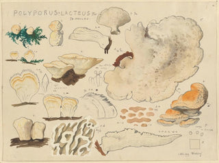 Hans Walty - Polyporus lacteus Fr Sk Molles.webp