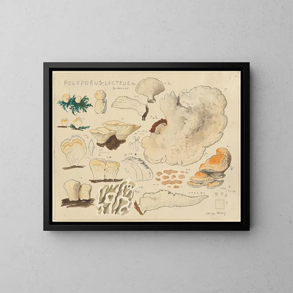 Polypore lacté - Hans Baldung — ingelijst kunstwerk aan de muur