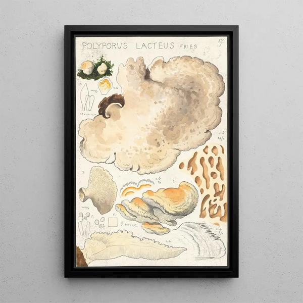 Polyporus lacteus Fries - Hans Baldung — ingelijst kunstwerk aan de muur