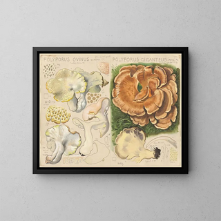 van Polypore ovin en Polypore géant - Hans Baldung — ingelijst kunstwerk aan de muur
