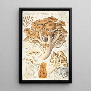 Hans Walty - Polyporus ramosissimus Schff.webp