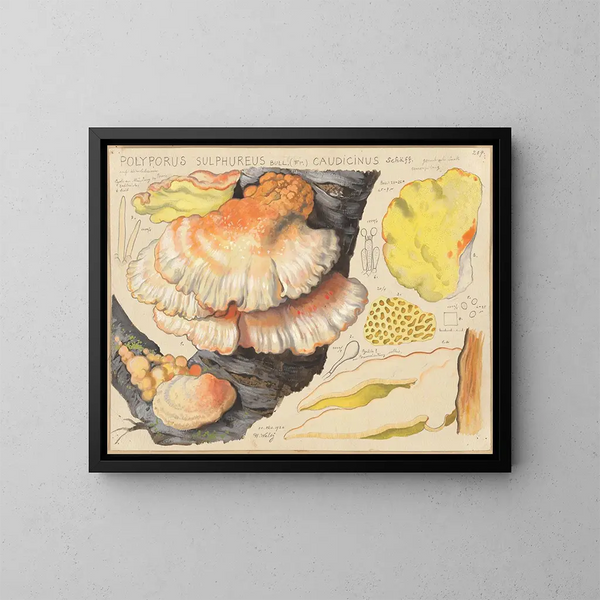 Polypore sulfuré - Hans Baldung — ingelijst kunstwerk aan de muur