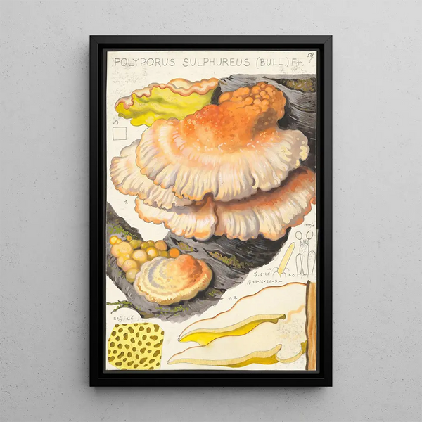 Polyporus sulfureus Bull Fr - Hans Baldung — framed artwork on a wall
