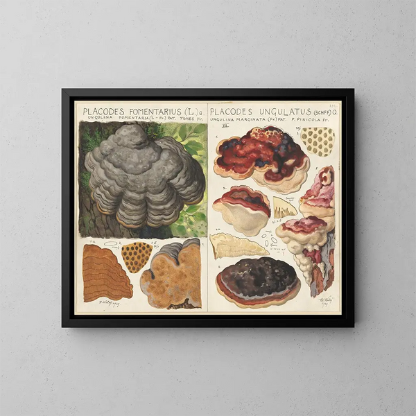 van Polystictus fomentarius en Placodes ungulatus - Hans Baldung — ingelijst kunstwerk aan de muur