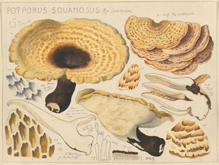 Hans Walty - Poyporus squamosus Fr Hudson.webp