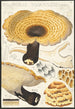 Poyporus squamosus Fries - Hans Baldung — artwork view