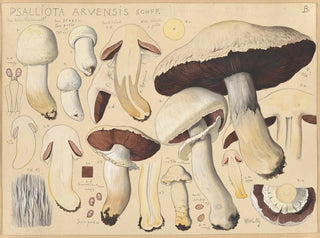 Psalliote des champs - Hans Baldung — weergave van het kunstwerk
