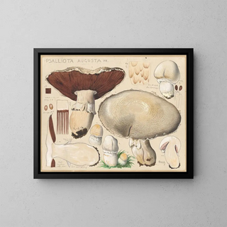 Psalliota augusta - Hans Baldung — ingelijst kunstwerk aan de muur