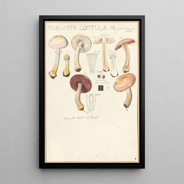 Psalliota comtula - Hans Baldung — framed artwork on a wall