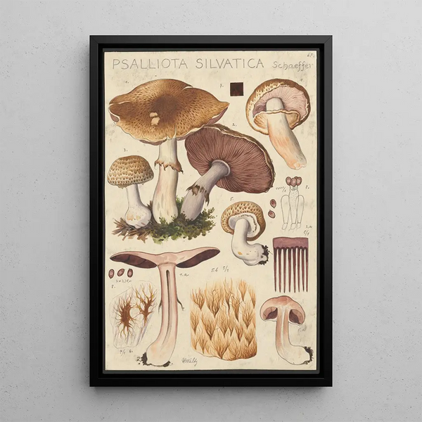 Psalliota silvatica Schaeffer - Hans Baldung — framed artwork on a wall