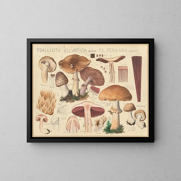 Psalliota silvatica Schff et Ps perrara Schulz - Hans Baldung — ingelijst kunstwerk aan de muur
