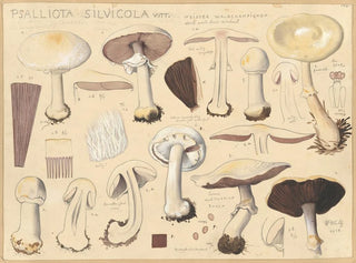 Psalliota silvicola - Hans Baldung — weergave van het kunstwerk