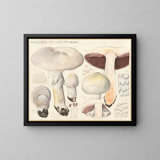 Psalliota villatica - Hans Baldung — ingelijst kunstwerk aan de muur