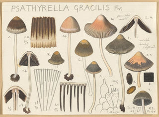 Psathyrella gracilis - Hans Baldung — weergave van het kunstwerk