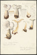 Psathyrella gracilis Clitocybe clavipes - Hans Baldung | Reproduction — weergave van het kunstwerk