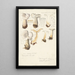 Psathyrella gracilis Clitocybe clavipes - Hans Baldung | Reproduction — ingelijst kunstwerk aan de muur