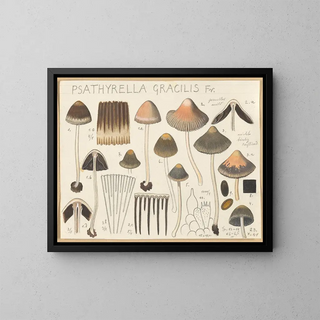 Psathyrella gracilis - Hans Baldung — ingelijst kunstwerk aan de muur