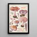 Rhodopaxillus nudus Bull Maire Tricholoma nudum Fr - Hans Baldung — framed artwork on a wall