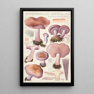 Hans Walty - Rhodopaxillus nudus Bull Maire Tricholoma nudum Fr.webp