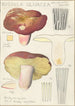 Russula olivacea - Hans Baldung — weergave van het kunstwerk
